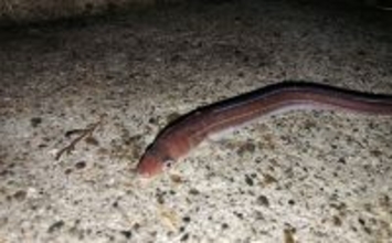 冬の堤防でアナゴが連発！　夜のぶっ込み釣りで時合いを狙い撃ち