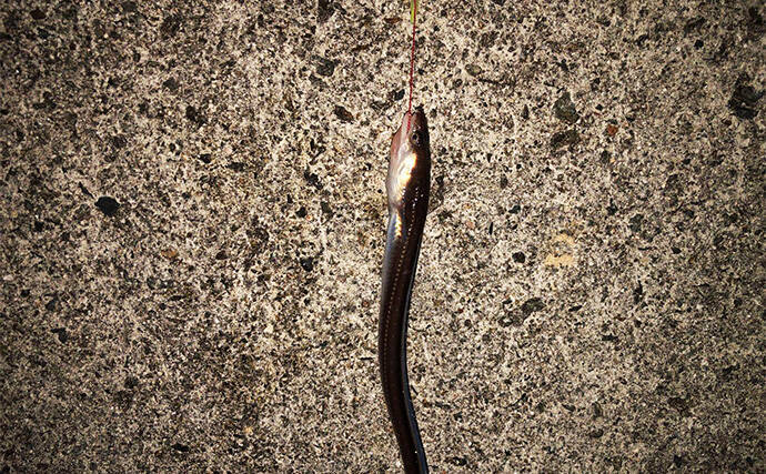 冬の堤防でアナゴが連発！　夜のぶっ込み釣りで時合いを狙い撃ち