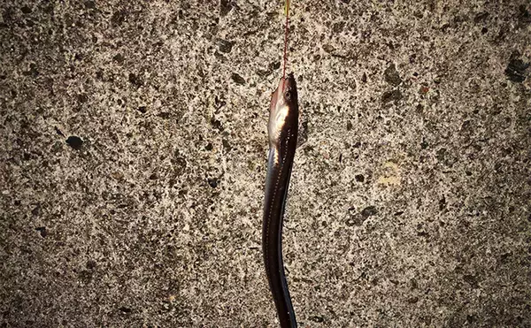 「冬の堤防でアナゴが連発！　夜のぶっ込み釣りで時合いを狙い撃ち」の画像