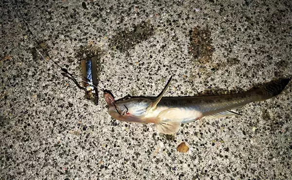 「冬の堤防でアナゴが連発！　夜のぶっ込み釣りで時合いを狙い撃ち」の画像
