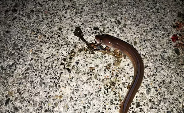 「冬の堤防でアナゴが連発！　夜のぶっ込み釣りで時合いを狙い撃ち」の画像