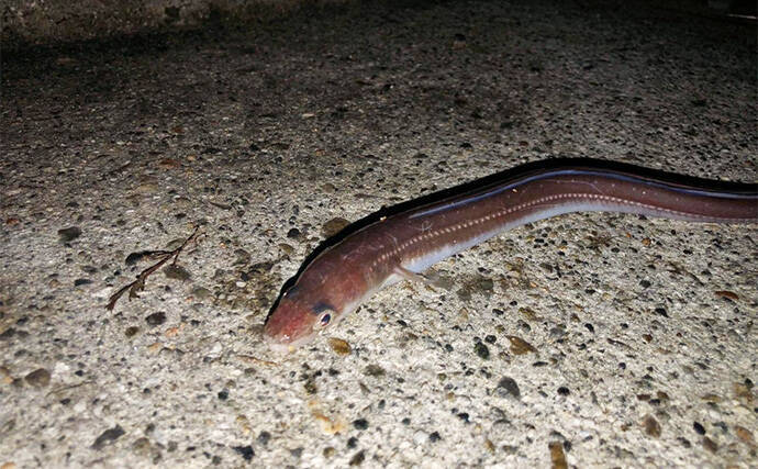 冬の堤防でアナゴが連発！　夜のぶっ込み釣りで時合いを狙い撃ち