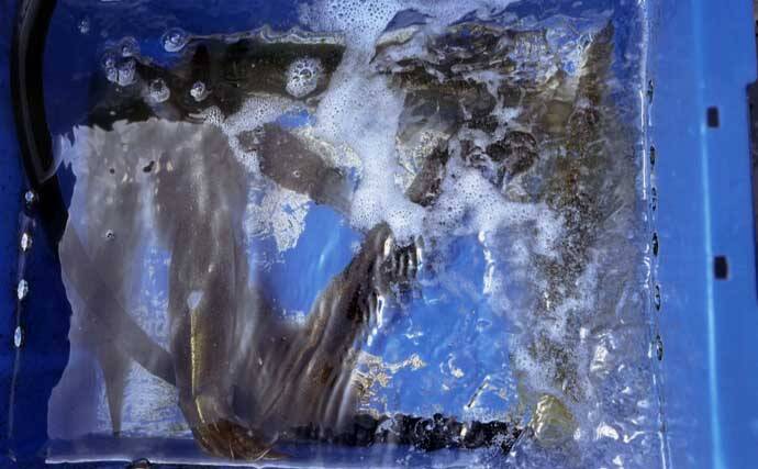 駿河湾のヤリイカ釣りで胴長級をキャッチ【静岡】荒れ海況でも粘り勝ち