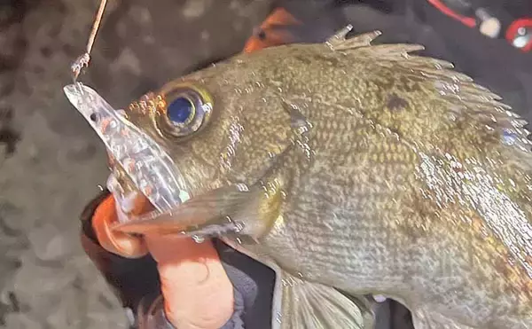 「「絶好のチャンス到来中！」地磯メバリングで25cm筆頭に良型メバルが連続ヒット【熊本】」の画像