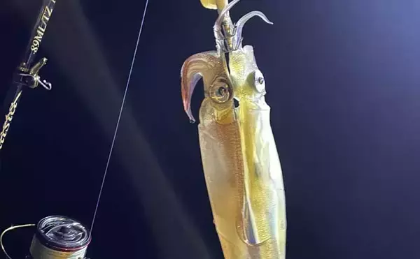 「鶏のささ身にササイカ（ヤリイカ）連発！【山口】波止エギングで本命50尾キャッチ」の画像