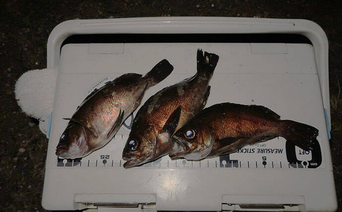 離島メバリング釣行で20cm頭にメバル9匹を手中【広島】ジグ単リグで挑戦