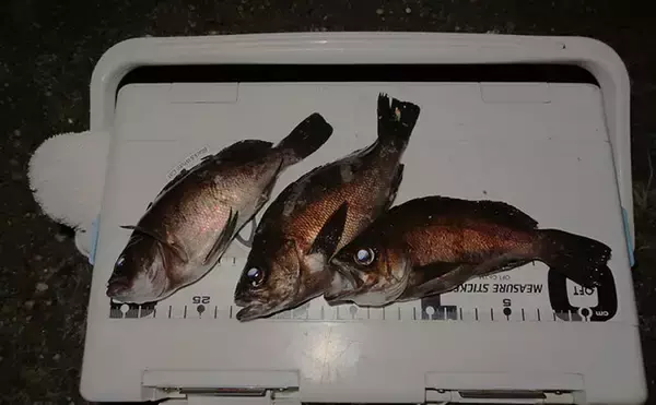 「離島メバリング釣行で20cm頭にメバル9匹を手中【広島】ジグ単リグで挑戦」の画像