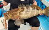 「釣ったイカを泳がせて8kg頭に本命アラをキャッチ成功！【船釣り最新情報6選・福岡】」の画像1