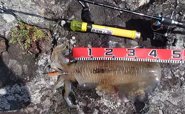 「エギングでの【2本目以降の竿の選び方】　検討すべき3つの要素とは？」の画像