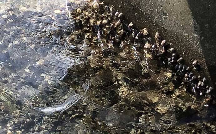 堤防釣りに行ったら全治1ヶ月のケガ　原因はビーチサンダルと牡蠣殻