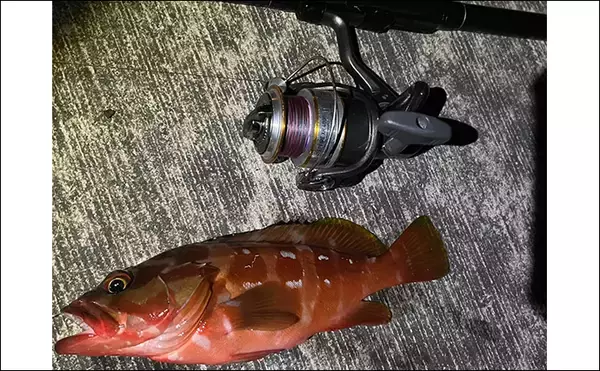 「伊豆諸島ブッコミ釣りのススメ 【魅力・タックル・エサ・釣り方・好ポイントを解説】」の画像