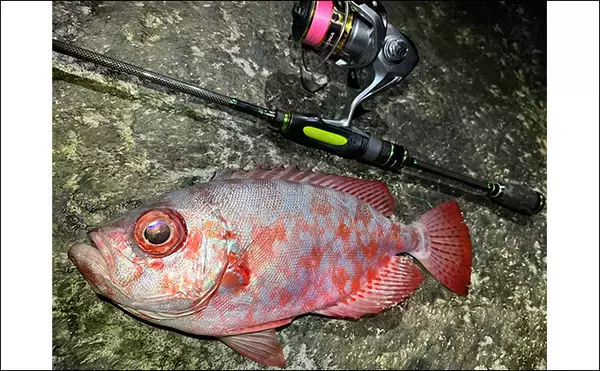 「伊豆諸島ブッコミ釣りのススメ 【魅力・タックル・エサ・釣り方・好ポイントを解説】」の画像