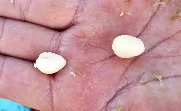 「吉田康雄のザ・チャレンジへらぶな　【ダブルは狙ってこそ価値がある#4】」の画像