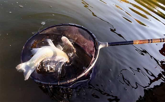 吉田康雄のザ・チャレンジへらぶな　【ダブルは狙ってこそ価値がある#4】