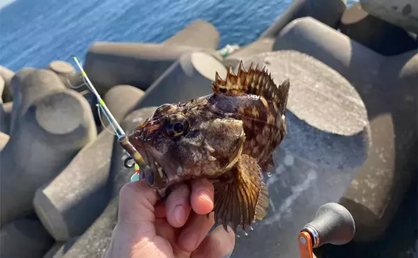 「穴釣りで26cm頭に良型カサゴを連打！【三重】釣った魚の内蔵をエサにしたら大正解だった」の画像