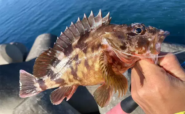 「穴釣りで26cm頭に良型カサゴを連打！【三重】釣った魚の内蔵をエサにしたら大正解だった」の画像