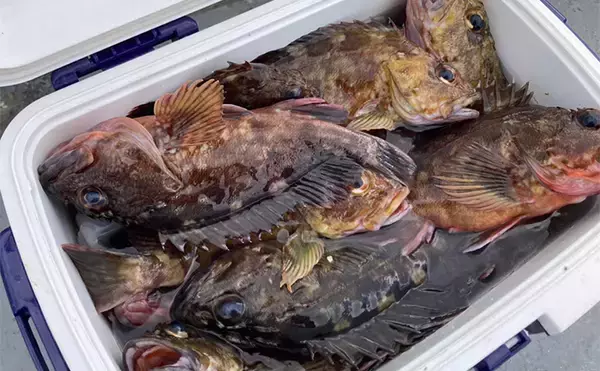 「穴釣りで26cm頭に良型カサゴを連打！【三重】釣った魚の内蔵をエサにしたら大正解だった」の画像