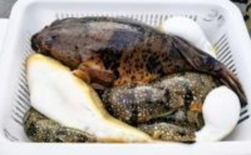 カットウ釣りで1.3kgヒガンフグをキャッチ【愛知】アタリを拾うソフトな聞きアワセが鍵