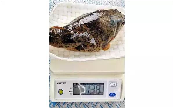 「カットウ釣りで1.3kgヒガンフグをキャッチ【愛知】アタリを拾うソフトな聞きアワセが鍵」の画像