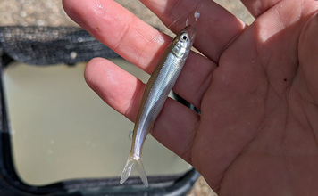 琵琶湖の夏の風物詩「小鮎釣り」が開幕　爆風対策の仕掛け的中で本命好捕【滋賀】