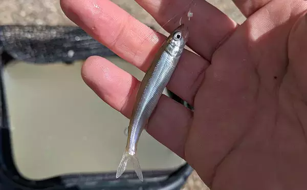 琵琶湖の夏の風物詩「小鮎釣り」が開幕　爆風対策の仕掛け的中で本命好捕【滋賀】