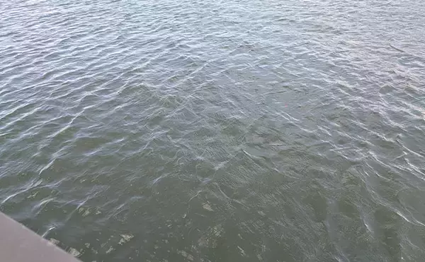 「琵琶湖の夏の風物詩「小鮎釣り」が開幕　爆風対策の仕掛け的中で本命好捕【滋賀】」の画像