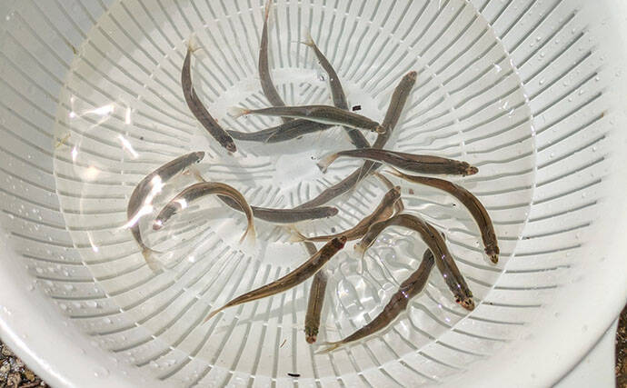 琵琶湖の夏の風物詩「小鮎釣り」が開幕　爆風対策の仕掛け的中で本命好捕【滋賀】
