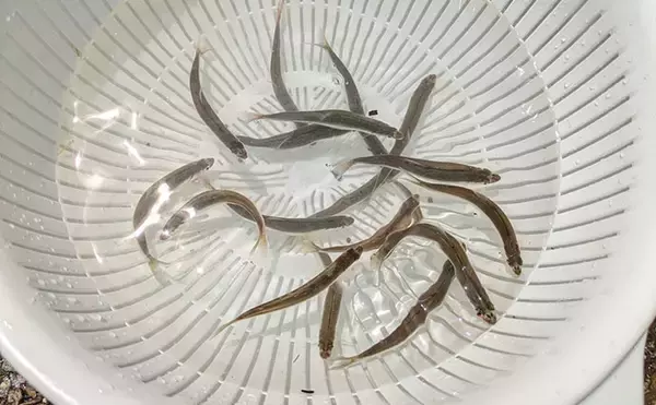 「琵琶湖の夏の風物詩「小鮎釣り」が開幕　爆風対策の仕掛け的中で本命好捕【滋賀】」の画像
