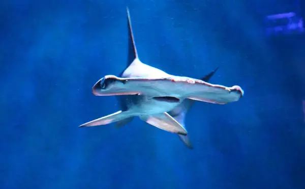 「「サメを使ったおやつ」が開発される　サメを未利用魚にしておくのはもったいない？」の画像