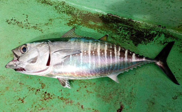 幼魚時代を「メジ」と呼ばれるサカナがたくさんいるワケ　目が近いから「メジカ」が由来？