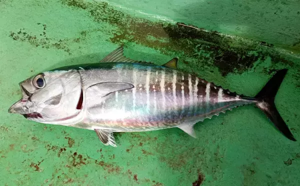 「幼魚時代を「メジ」と呼ばれるサカナがたくさんいるワケ　目が近いから「メジカ」が由来？」の画像