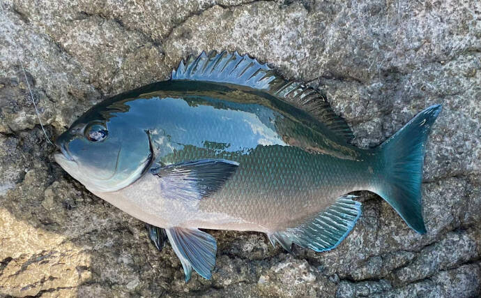 幼魚時代を「メジ」と呼ばれるサカナがたくさんいるワケ　目が近いから「メジカ」が由来？