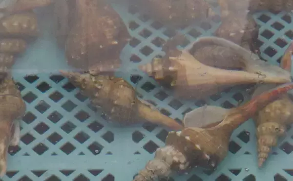 「一部地域で珍重される美味な「夜泣き貝」　乳児の夜泣きに効果あり？」の画像