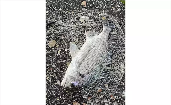 「ライトブリームゲームの釣行アイテム一挙紹介　プラグはメバル用でOK」の画像