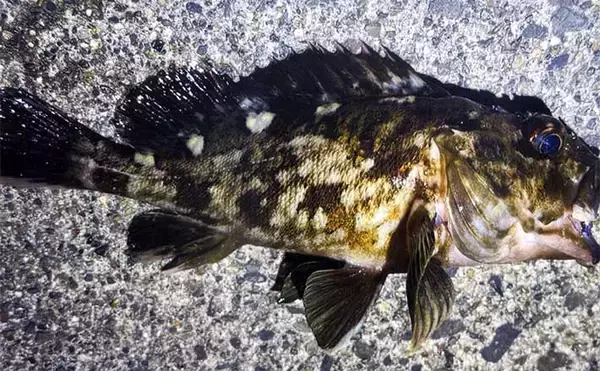 「ダイソー仕掛けでのライトルアー釣行で25cm頭にカサゴ連打【三重・霞ヶ浦ふ頭】」の画像