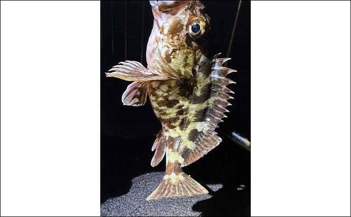 ダイソー仕掛けでのライトルアー釣行で25cm頭にカサゴ連打【三重・霞ヶ浦ふ頭】