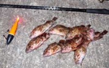 真冬の低活性カサゴは電気ウキ釣りで攻略しよう！ 【タックル・釣り方を解説】