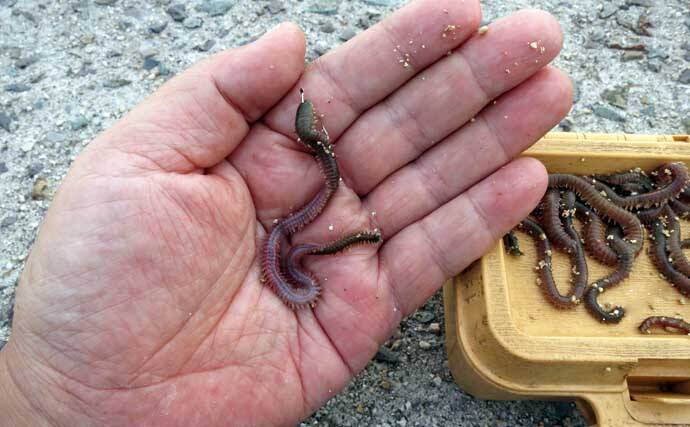 真冬の低活性カサゴは電気ウキ釣りで攻略しよう！ 【タックル・釣り方を解説】