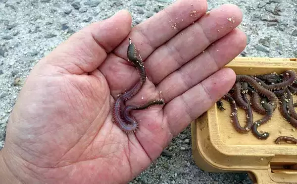 「真冬の低活性カサゴは電気ウキ釣りで攻略しよう！ 【タックル・釣り方を解説】」の画像