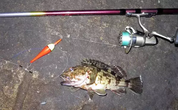 「真冬の低活性カサゴは電気ウキ釣りで攻略しよう！ 【タックル・釣り方を解説】」の画像