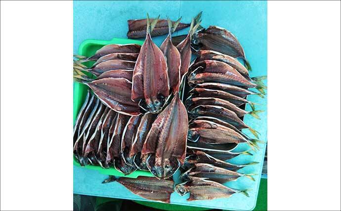 相模湾の船アジ釣りで本命51尾手中！【まごうの丸】38cm筆頭にヒットは良型中心