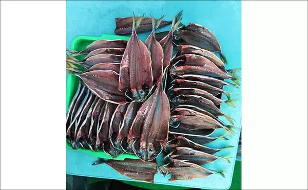 「相模湾の船アジ釣りで本命51尾手中！【まごうの丸】38cm筆頭にヒットは良型中心」の画像