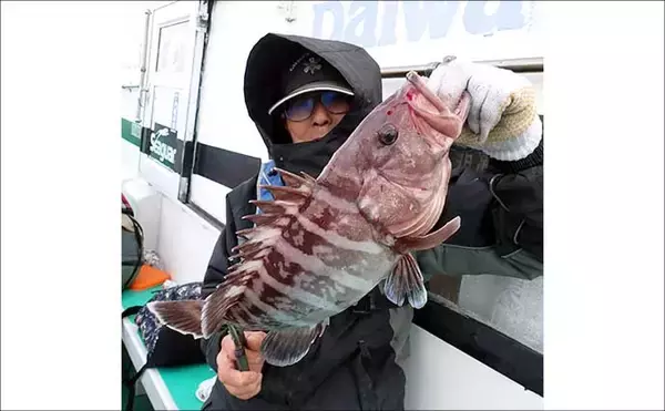 「日立沖のオキメバル釣りで好ゲスト混じりで本命手中【茨城】」の画像
