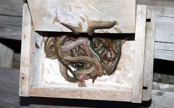 「シーズン到来！」夜の堤防でアナゴを釣ろう【タックル・エサ・釣り方を解説】