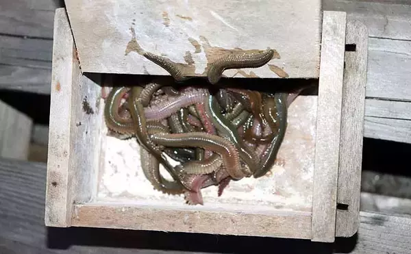 「「シーズン到来！」夜の堤防でアナゴを釣ろう【タックル・エサ・釣り方を解説】」の画像