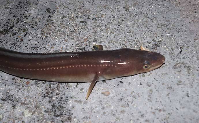 「シーズン到来！」夜の堤防でアナゴを釣ろう【タックル・エサ・釣り方を解説】