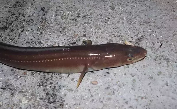 「「シーズン到来！」夜の堤防でアナゴを釣ろう【タックル・エサ・釣り方を解説】」の画像