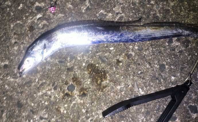 博多湾の夏の風物詩『ショアタチウオ』開幕　接岸の理由と攻略法を徹底解説