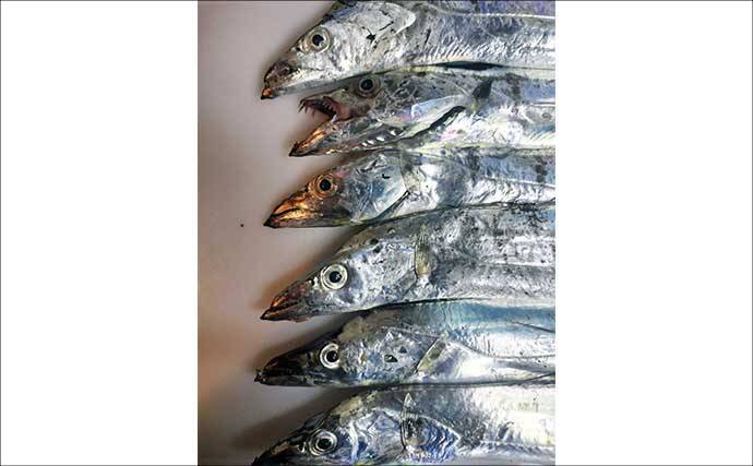 博多湾の夏の風物詩『ショアタチウオ』開幕　接岸の理由と攻略法を徹底解説