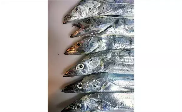 「博多湾の夏の風物詩『ショアタチウオ』開幕　接岸の理由と攻略法を徹底解説」の画像